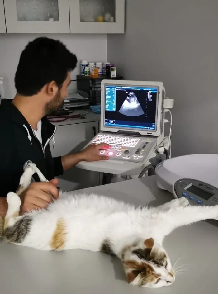 Dr. Veteriner Hekim S. Buğra Öklen — Klinik