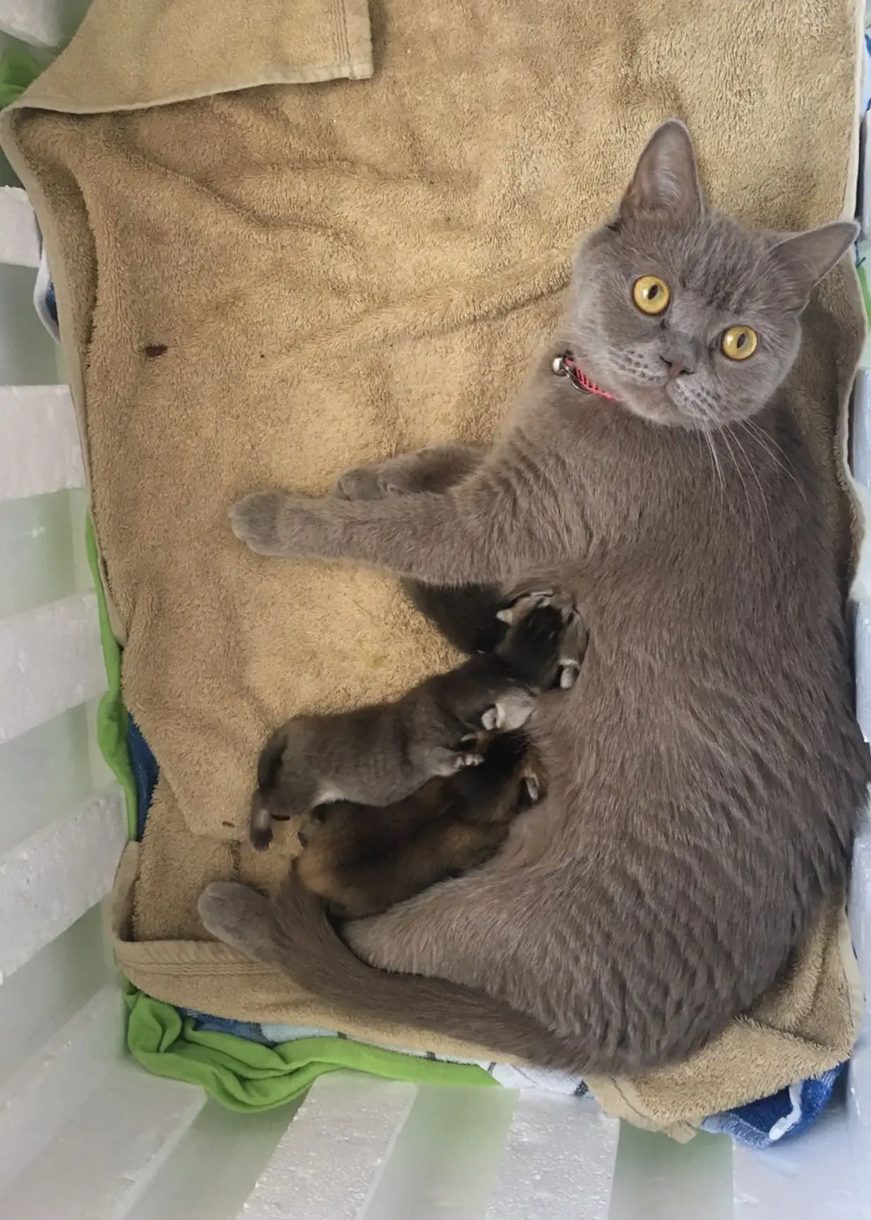 Sonrası